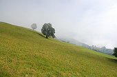 01 I verdi pascoli del Monte Vaccaro